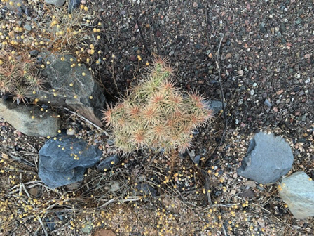 Oct 19 - Cholla cluster.
Beautiful but painful.